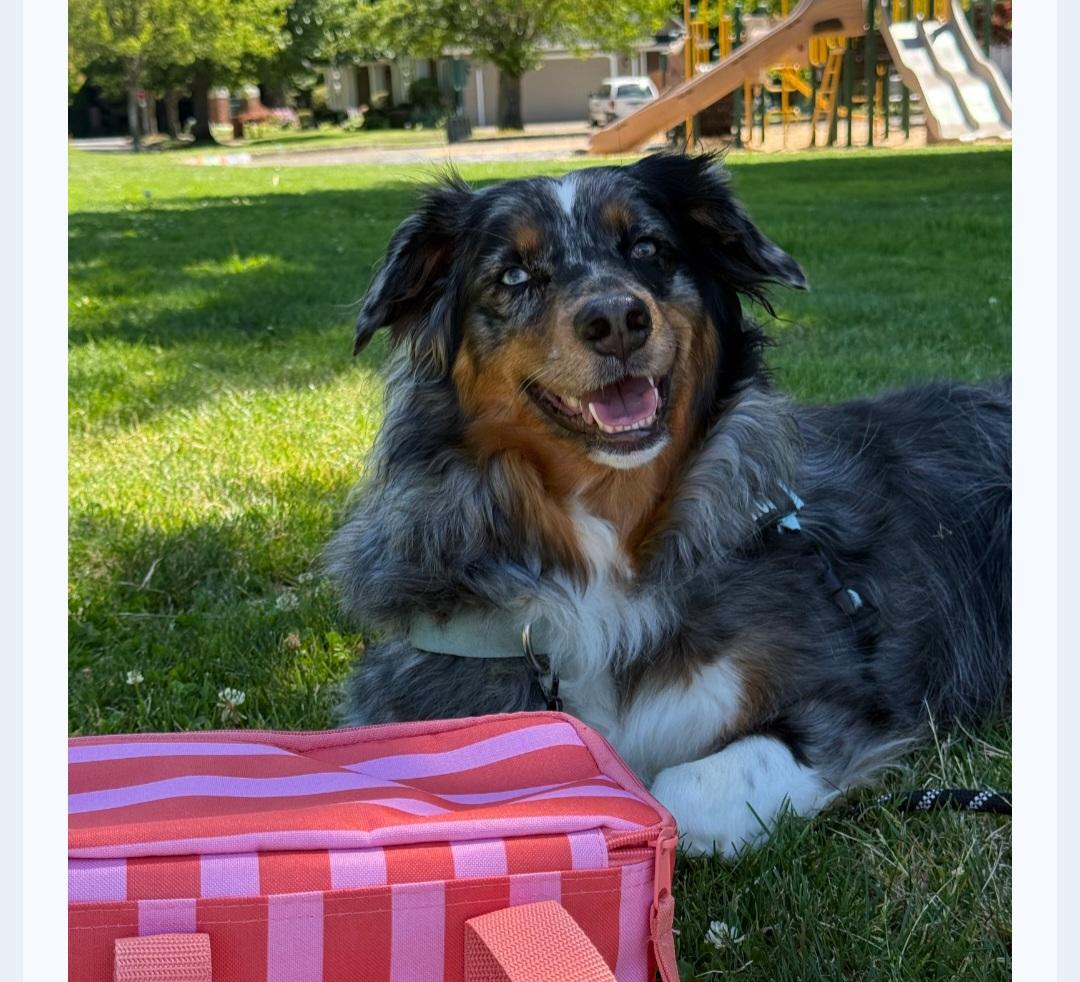 Courtesy listing- Ruby, Adoptable, Adult Female Australian Shepherd.