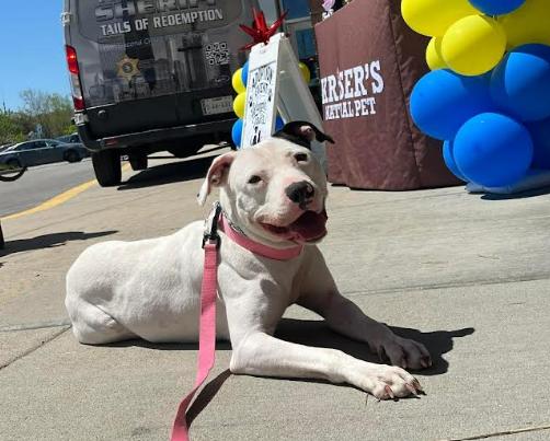 Delilah, a ADOPTABLE mixed breed in Cicero, IL image 1/2