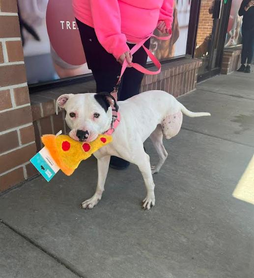 Delilah, a ADOPTABLE mixed breed in Cicero, IL image 2/2