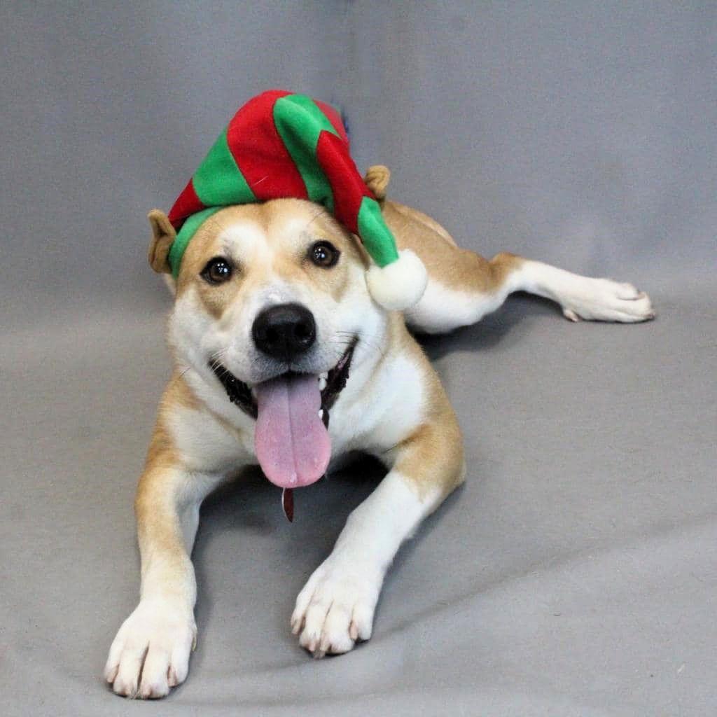 Lucy, Adoptable, Adult Female Mixed Breed.