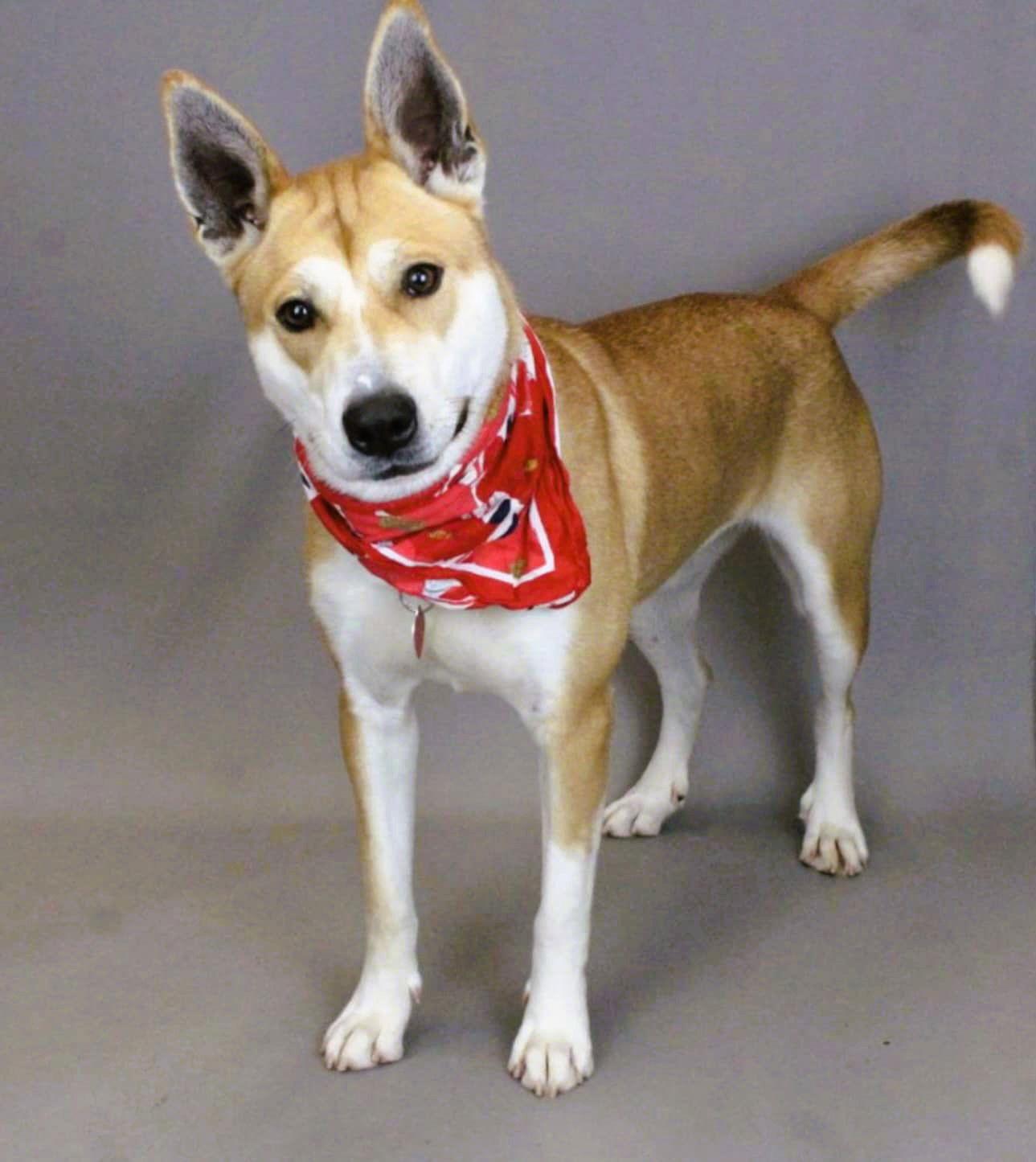 Enlarge Lucy, a Adoptable Mixed Breed in Shelburne, VT image 2/3