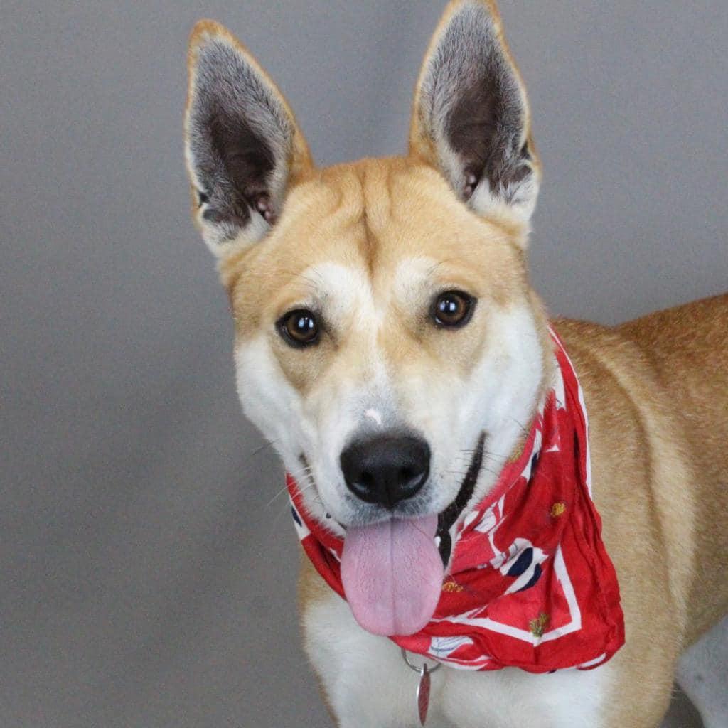 Enlarge Lucy, a Adoptable Mixed Breed in Shelburne, VT image 3/3