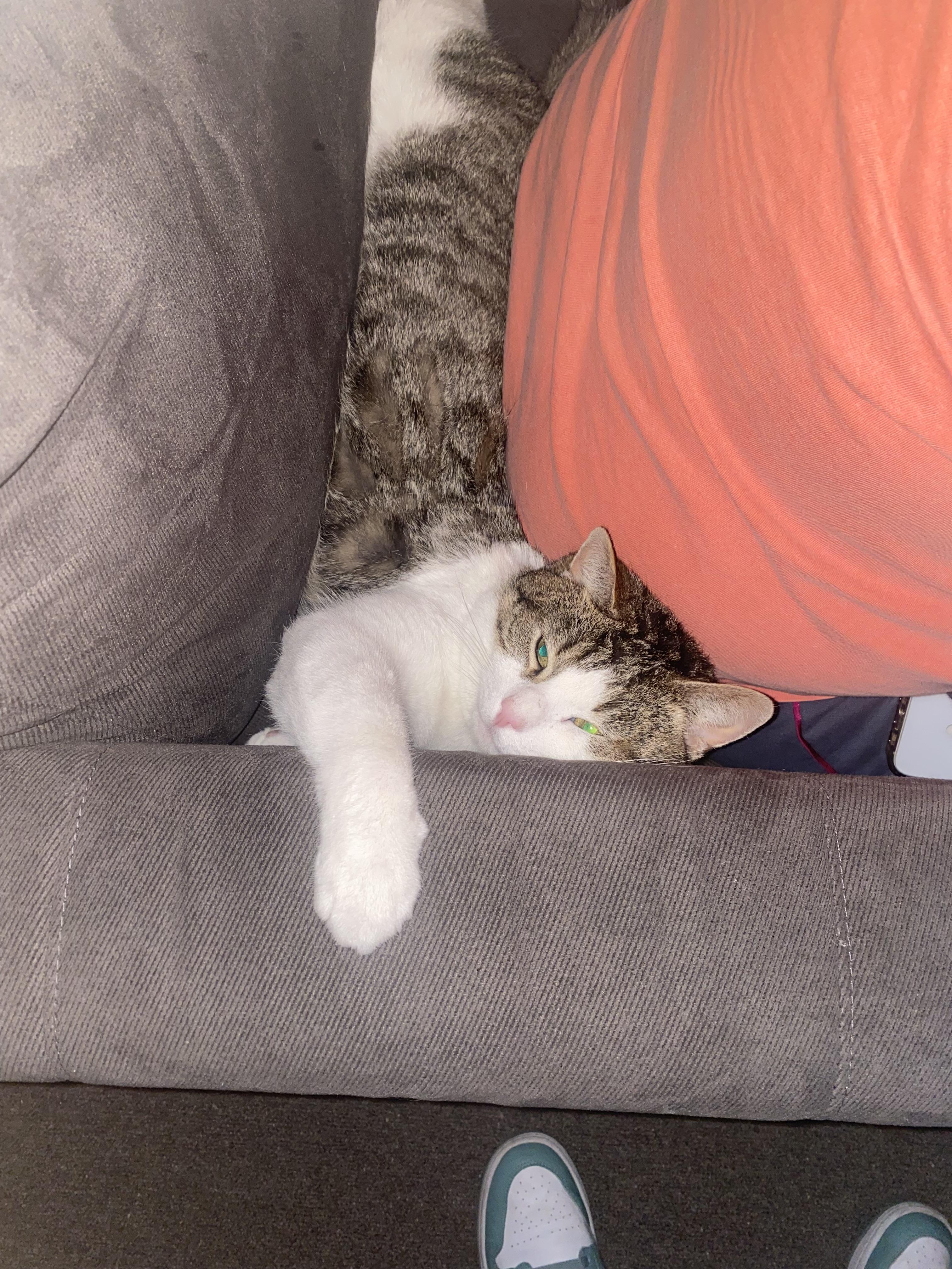 Enlarge Bebe, a ADOPTABLE Domestic Short Hair in Canton, MA image 4/4