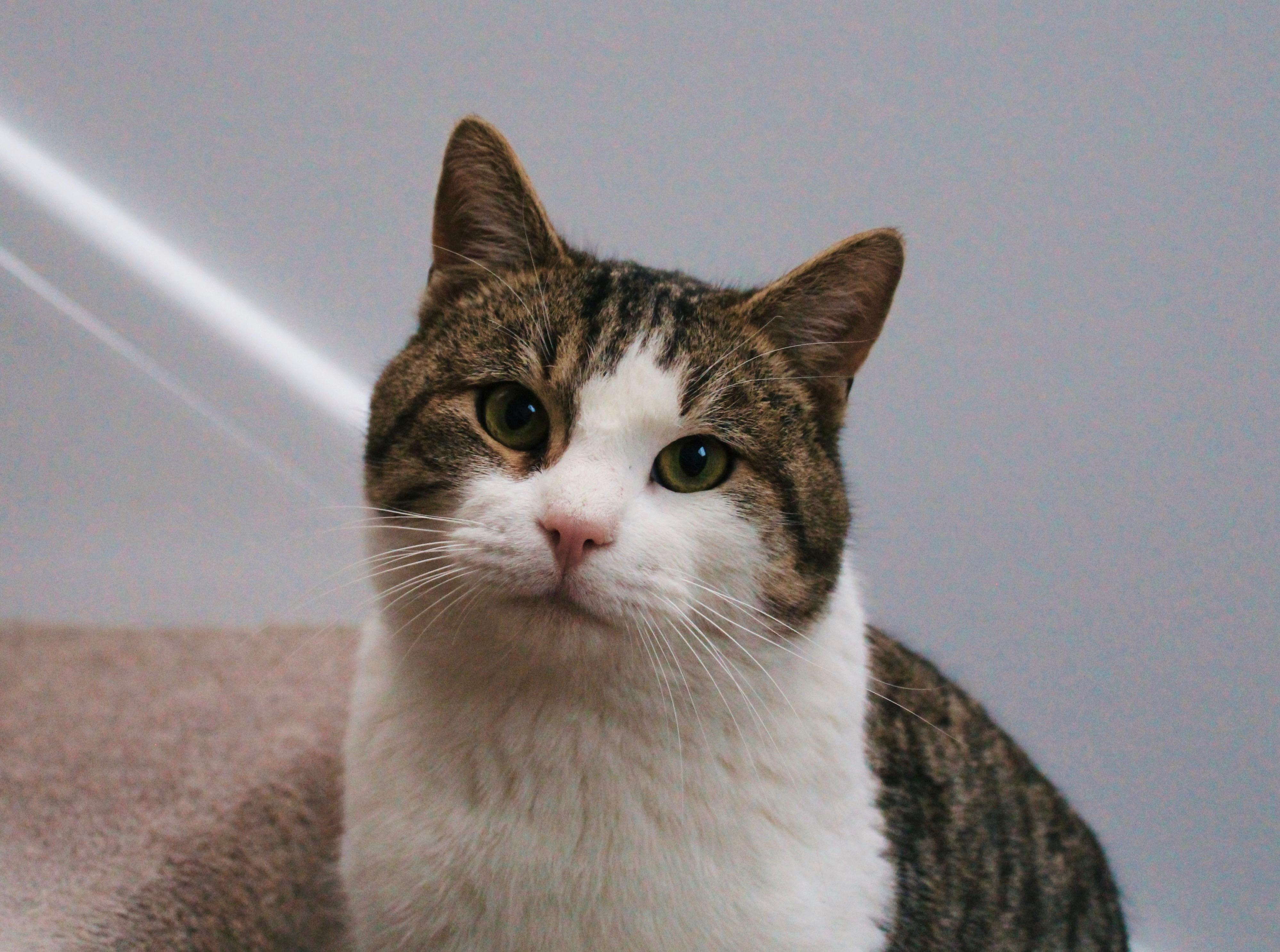 Bebe, ADOPTABLE, Adult Male Domestic Short Hair.