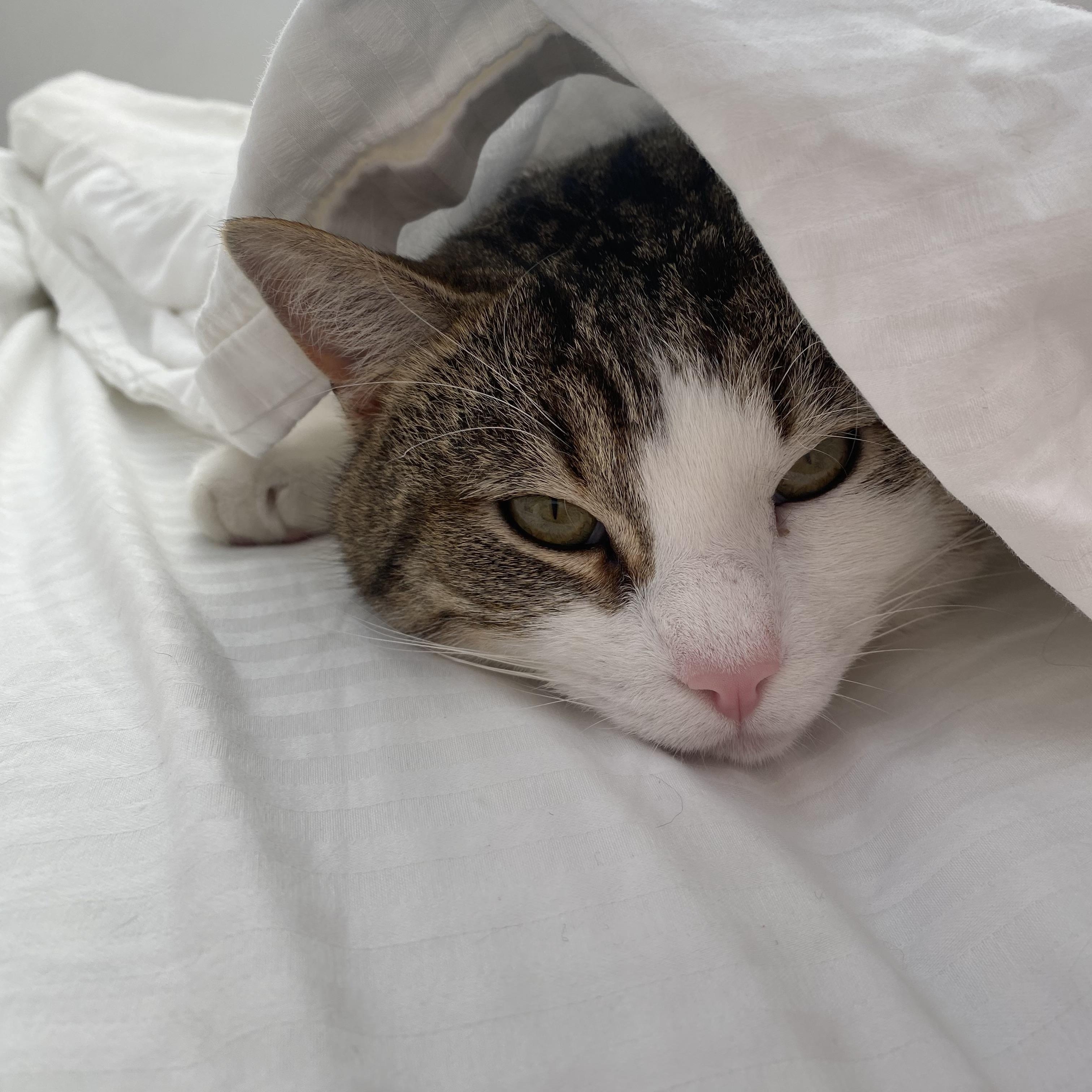 Enlarge Bebe, a ADOPTABLE Domestic Short Hair in Canton, MA image 3/4