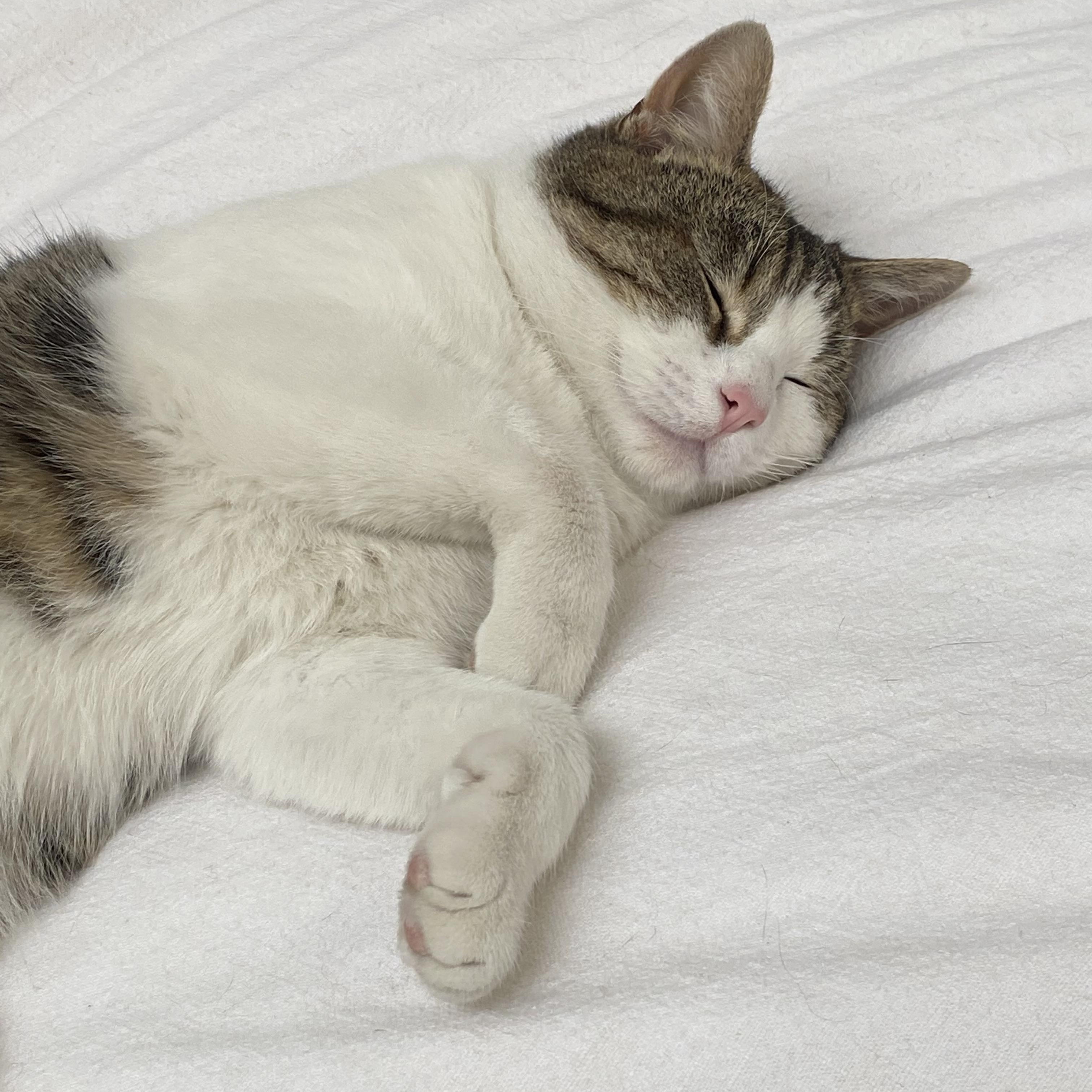 Enlarge Bebe, a ADOPTABLE Domestic Short Hair in Canton, MA image 2/4