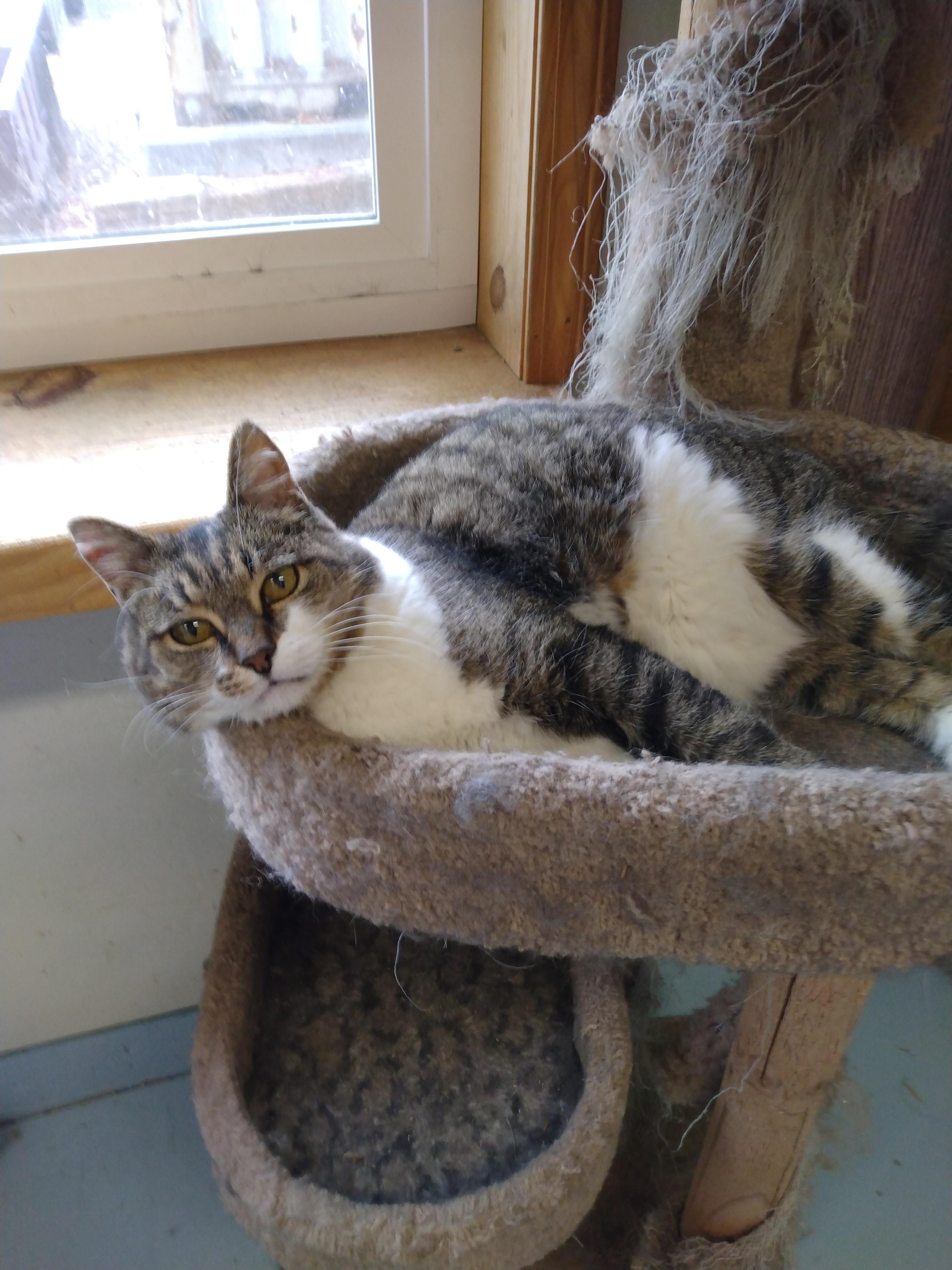 Marilynn, Adopted, Adult Female Domestic Short Hair.