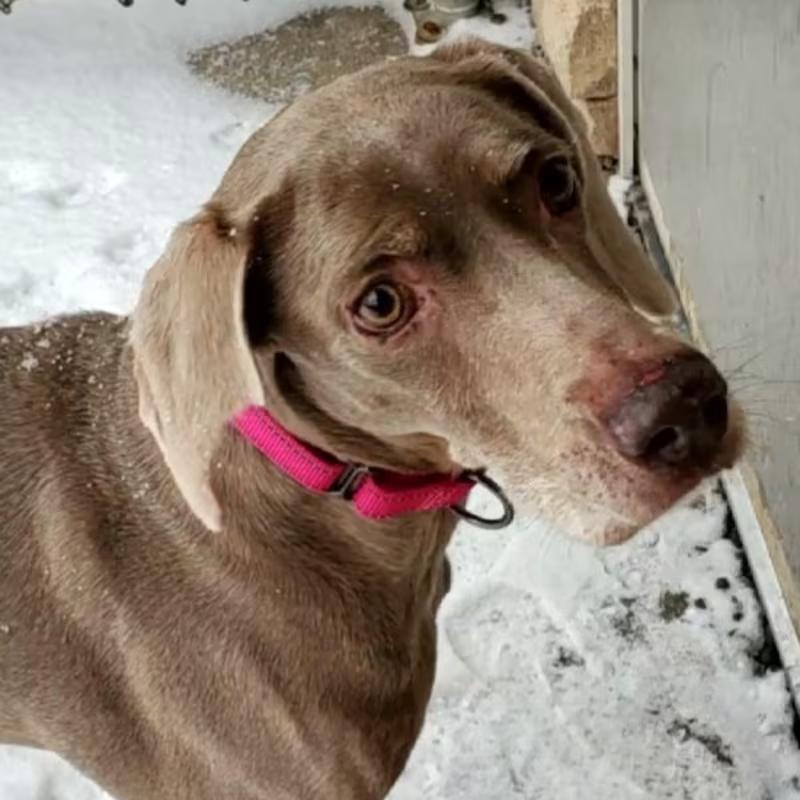 Sherpa, Adoptable, Senior Female Weimaraner.