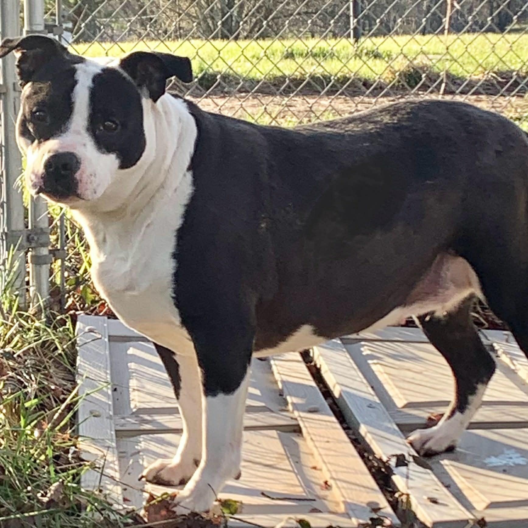 Jinx, a Adoptable mixed breed in Columbus, OH image 5/5