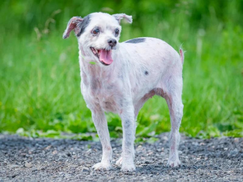 Enlarge Maggie, a Adoptable mixed breed in Pointe-Fortune, QC image 4/5