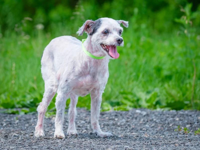 Enlarge Maggie, a Adoptable mixed breed in Pointe-Fortune, QC image 2/5