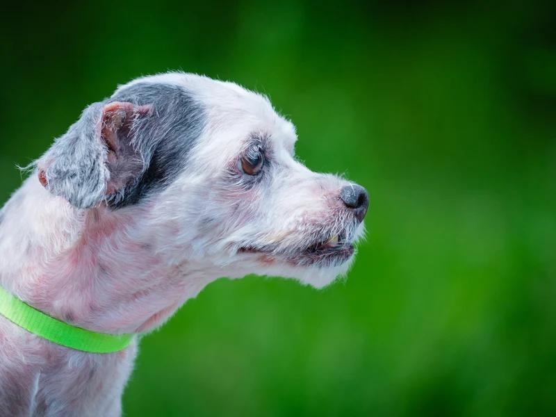 Enlarge Maggie, a Adoptable mixed breed in Pointe-Fortune, QC image 3/5