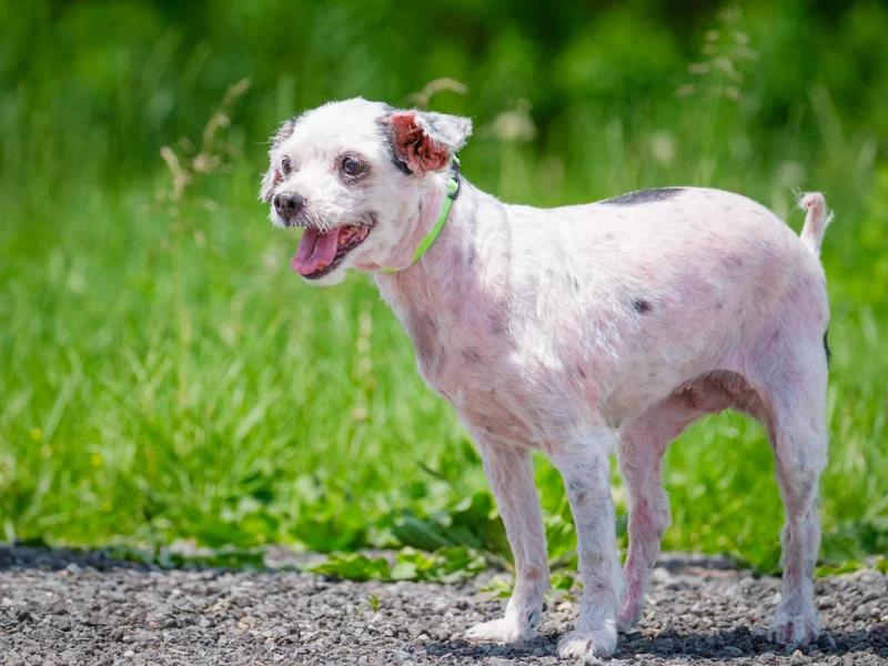 Enlarge Maggie, a Adoptable mixed breed in Pointe-Fortune, QC image 5/5