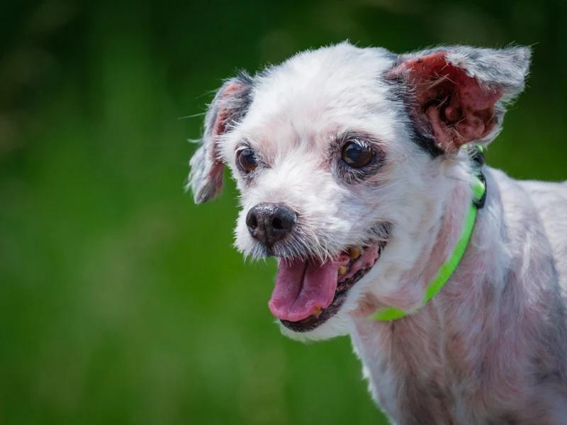 Maggie, Adoptable, Senior Female Bichon Frise.