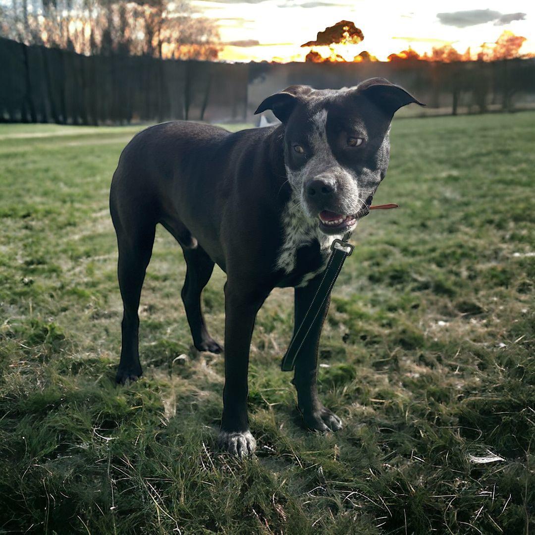 Buddy, a Adoptable mixed breed in Williston, VT image 1/4