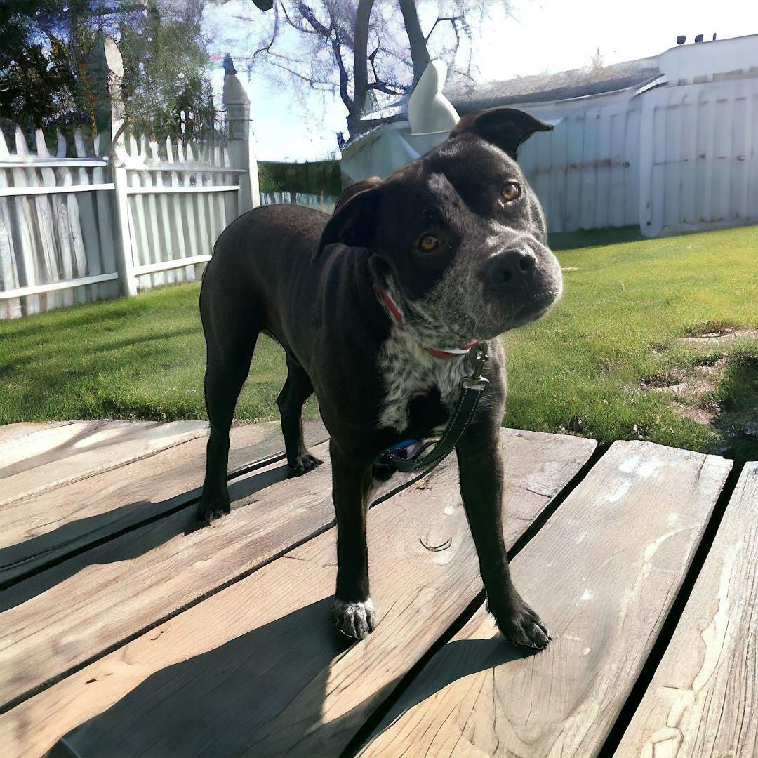 Buddy, a Adoptable mixed breed in Williston, VT image 2/4