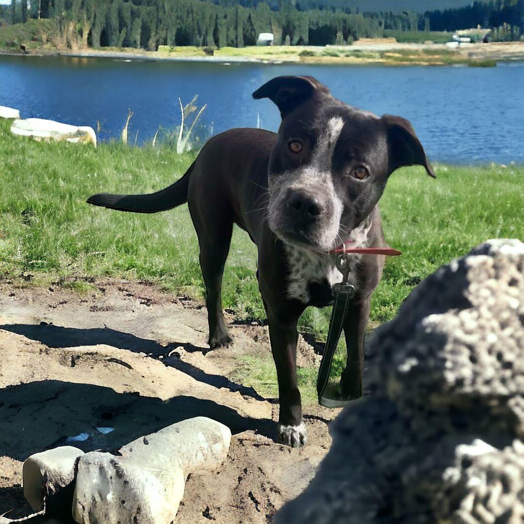 Buddy, a Adoptable mixed breed in Williston, VT image 3/4