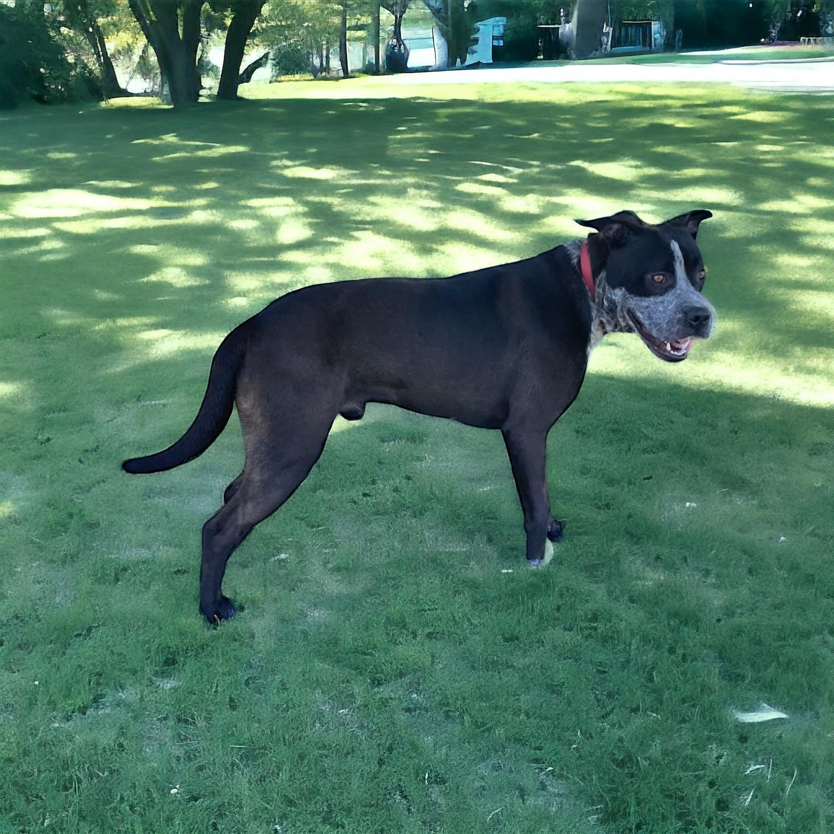 Buddy, a Adoptable mixed breed in Williston, VT image 4/4