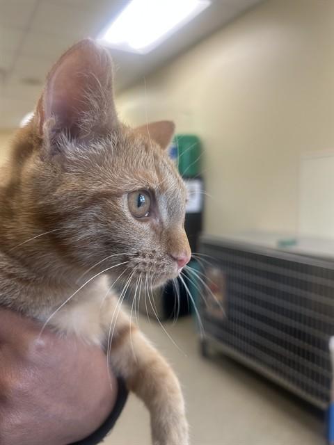 BRINN, Adoptable, Kitten Female Domestic Short Hair.