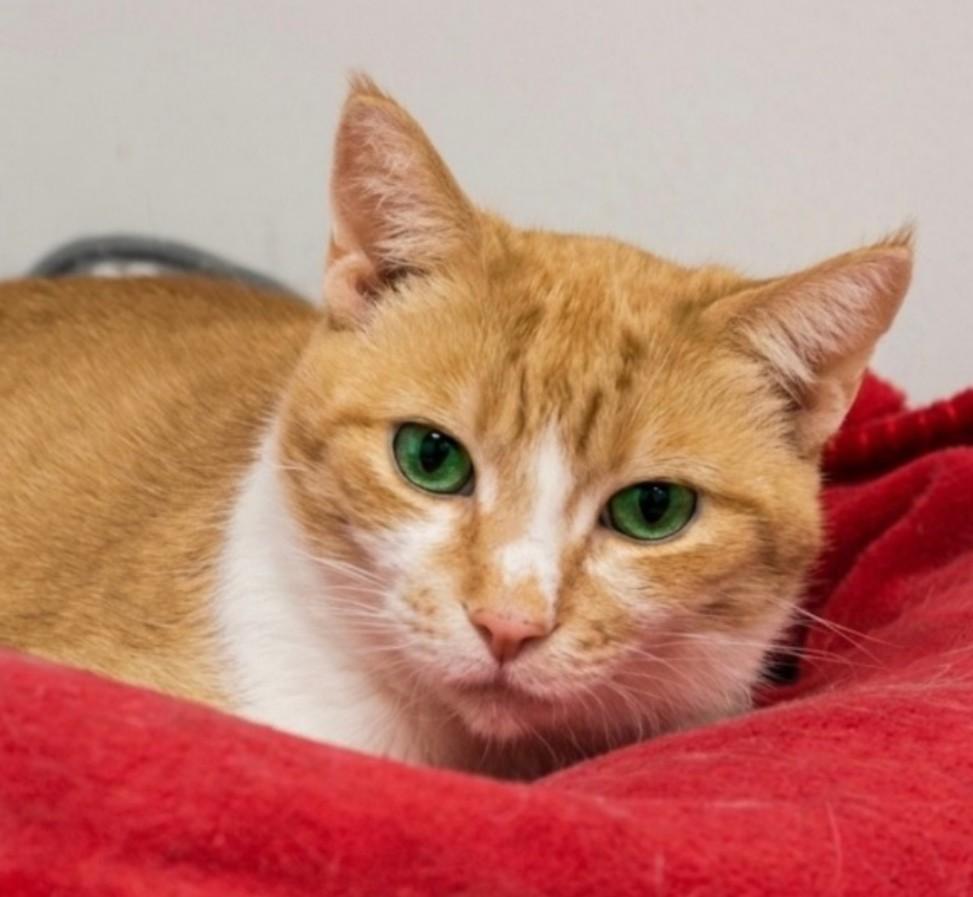 Wisteria, a Adoptable Domestic Short Hair in Indiana, PA image 1/2