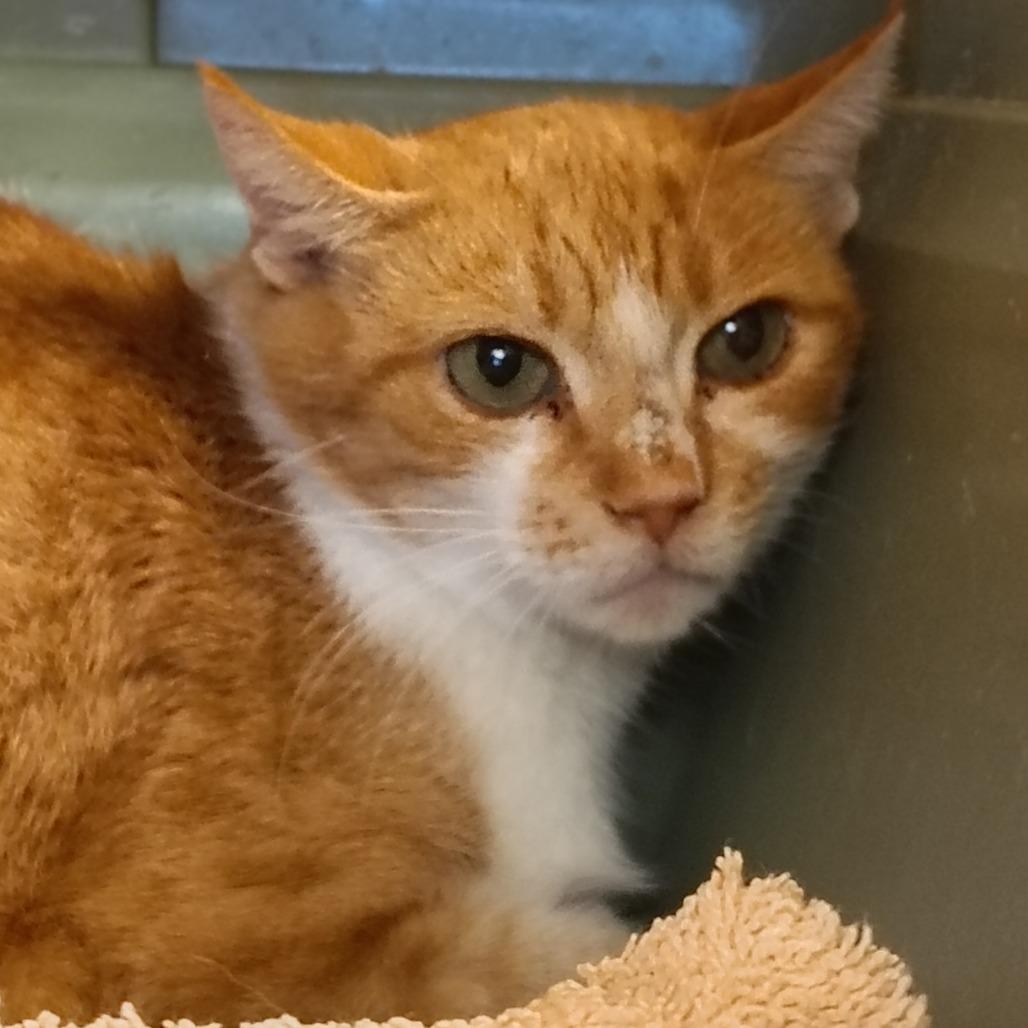 Wisteria, a Adoptable Domestic Short Hair in Indiana, PA image 2/2