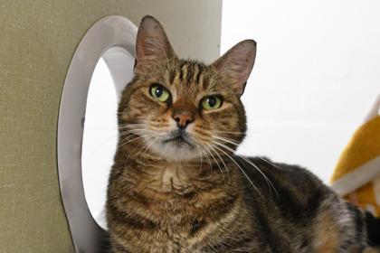 Mickey, Adoptable, Senior Male Domestic Short Hair & Domestic Short Hair.