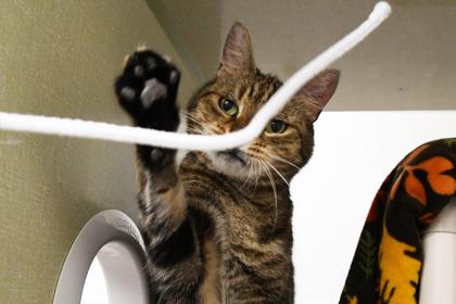 Mickey, a Adoptable mixed breed in Scotia, NY image 1/3