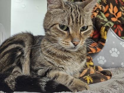 Mickey, a Adoptable mixed breed in Scotia, NY image 2/3