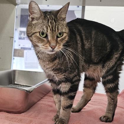 Mickey, a Adoptable mixed breed in Scotia, NY image 3/3