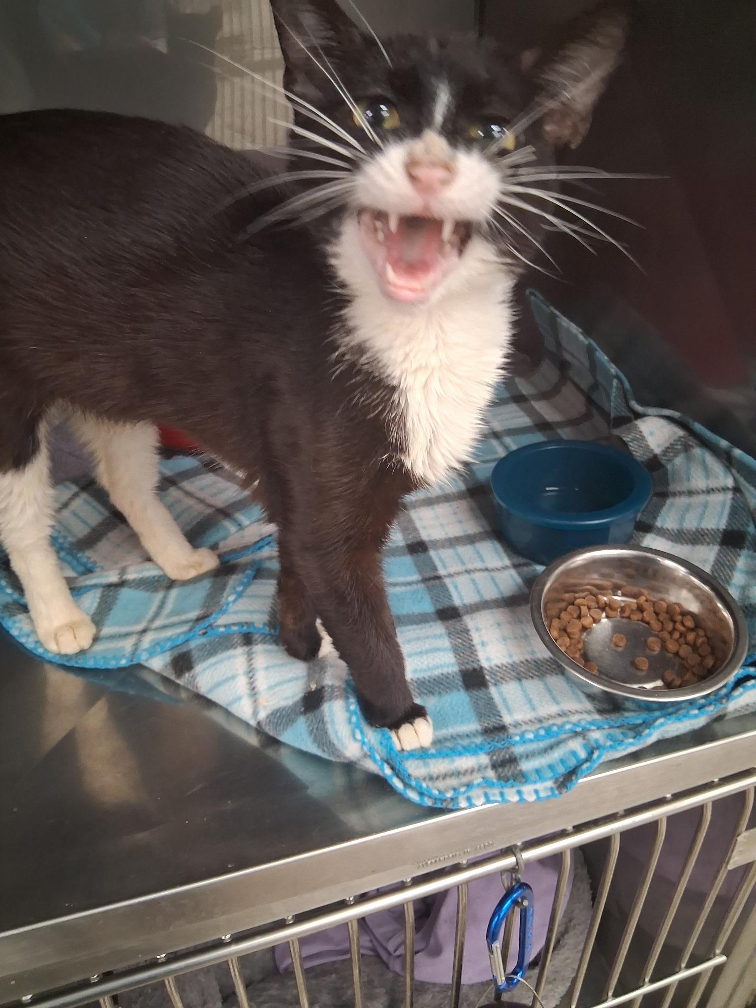 Sweet Pea, an adopted Domestic Short Hair in Sheridan, OR image 2/5