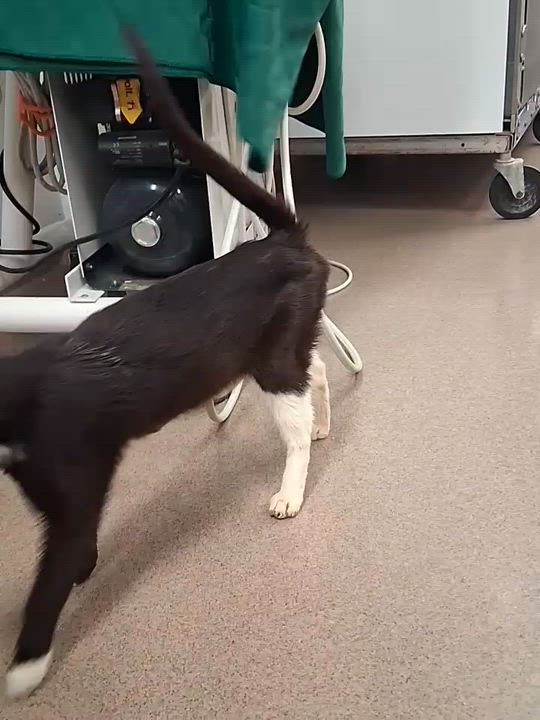 Enlarge Sweet Pea, an adopted Domestic Short Hair in Sheridan, OR video 3/5