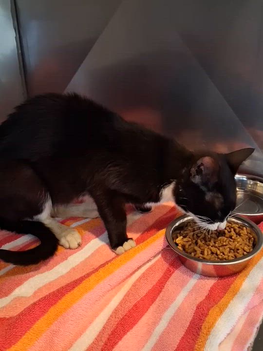 Enlarge Sweet Pea, an adopted Domestic Short Hair in Sheridan, OR video 4/5