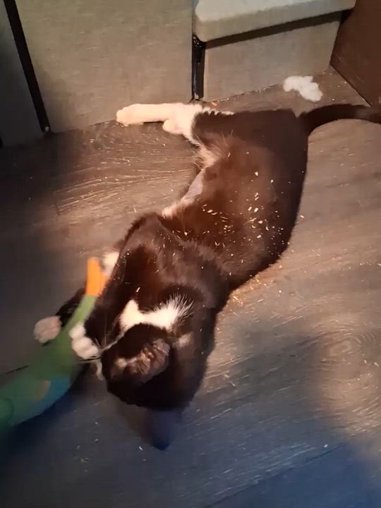 Enlarge Sweet Pea, an adopted Domestic Short Hair in Sheridan, OR video 5/5