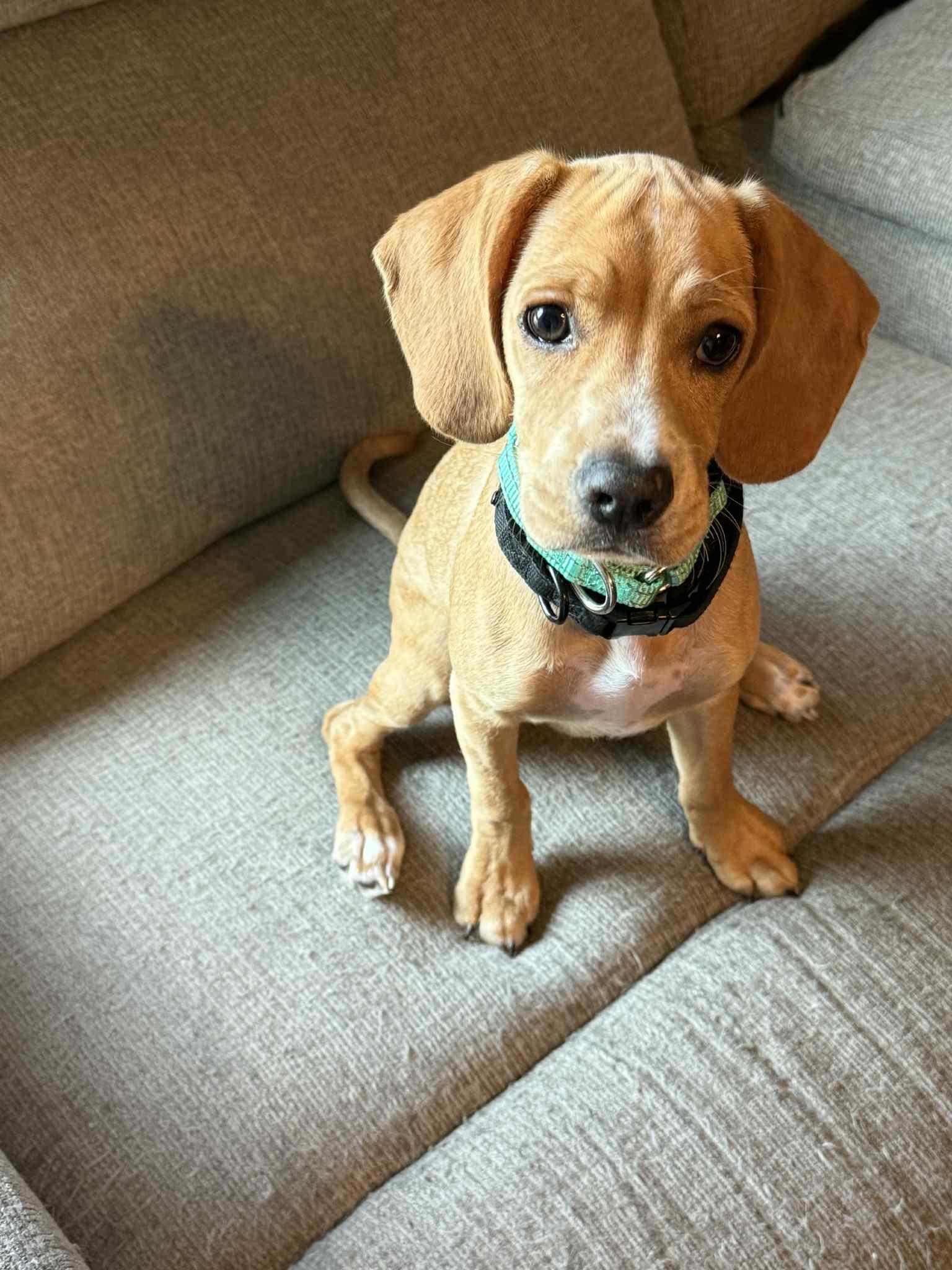 Chevy