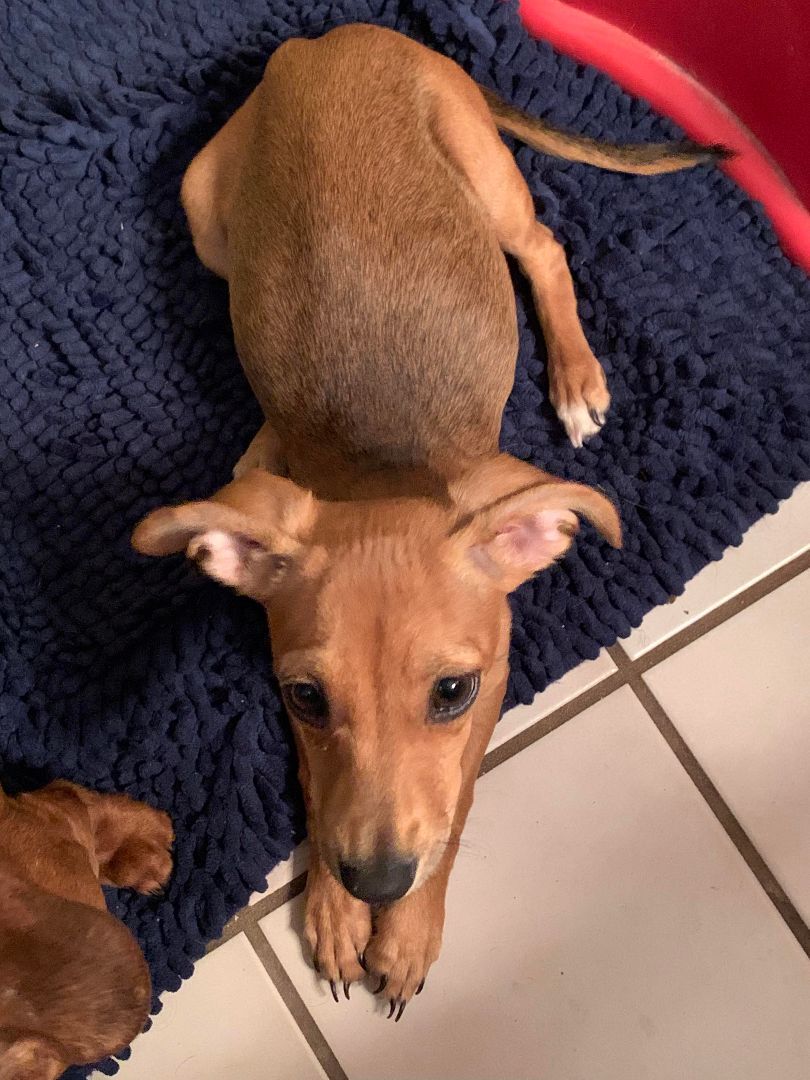 Enlarge Belle, a Adopted Mixed Breed in McCrory, AR image 1/4