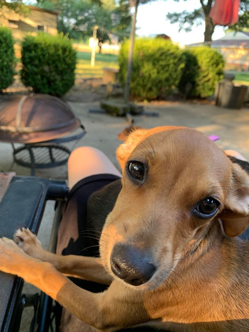 Enlarge Belle, a Adopted Mixed Breed in McCrory, AR image 2/4