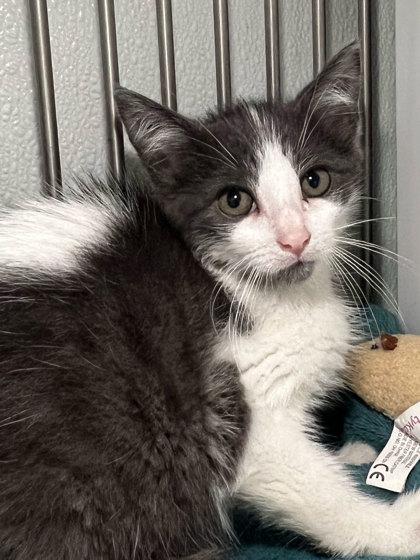 Nike, a Adoptable mixed breed in Elmira, NY image 1/2