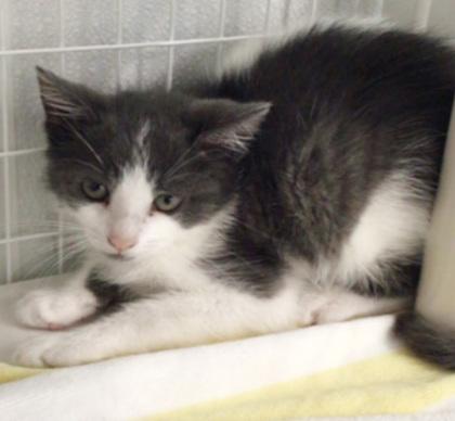 Nike, a Adoptable mixed breed in Elmira, NY image 2/2