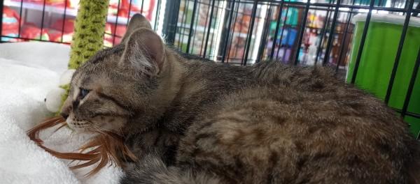 Enlarge Sea Biscuit, an adopted Domestic Short Hair in Duluth, GA image 5/5