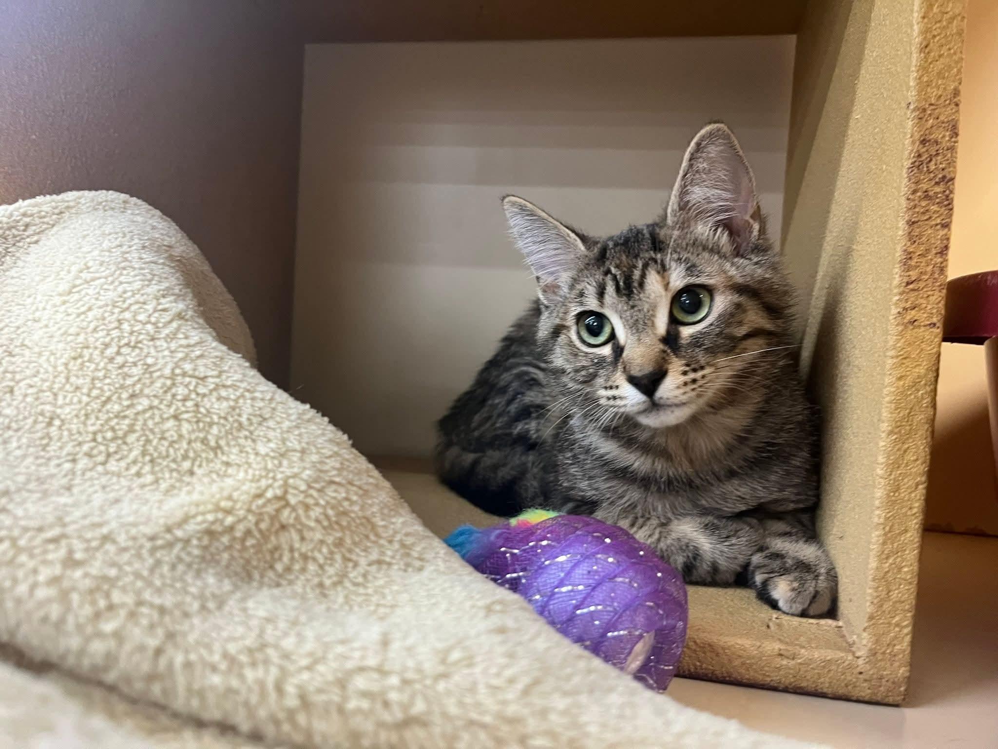 Sea Biscuit, adopted, Kitten Female Domestic Short Hair.