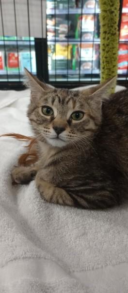 Enlarge Sea Biscuit, an adopted Domestic Short Hair in Duluth, GA image 2/5