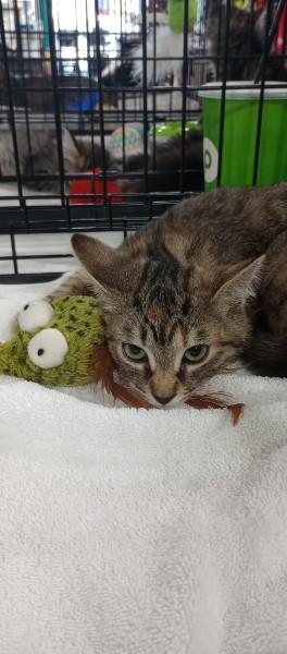 Enlarge Sea Biscuit, an adopted Domestic Short Hair in Duluth, GA image 3/5