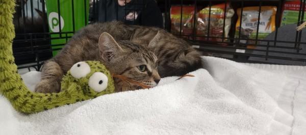 Enlarge Sea Biscuit, an adopted Domestic Short Hair in Duluth, GA image 4/5