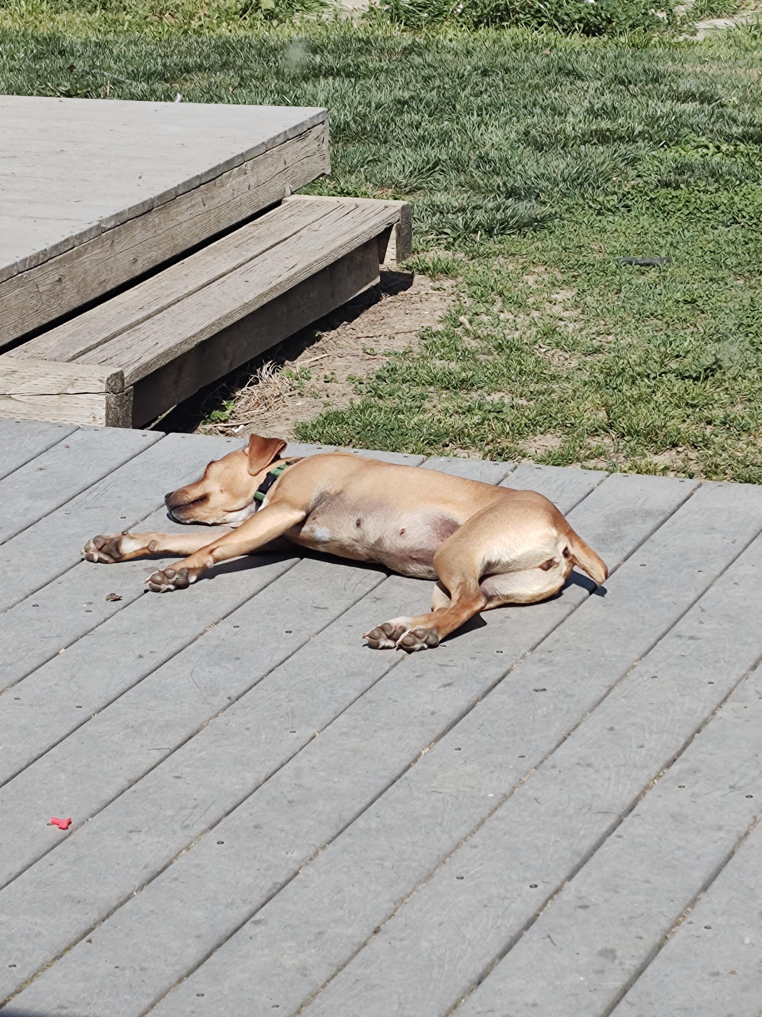 Enlarge Olive, a ADOPTABLE mixed breed in Vacaville, CA image 2/3