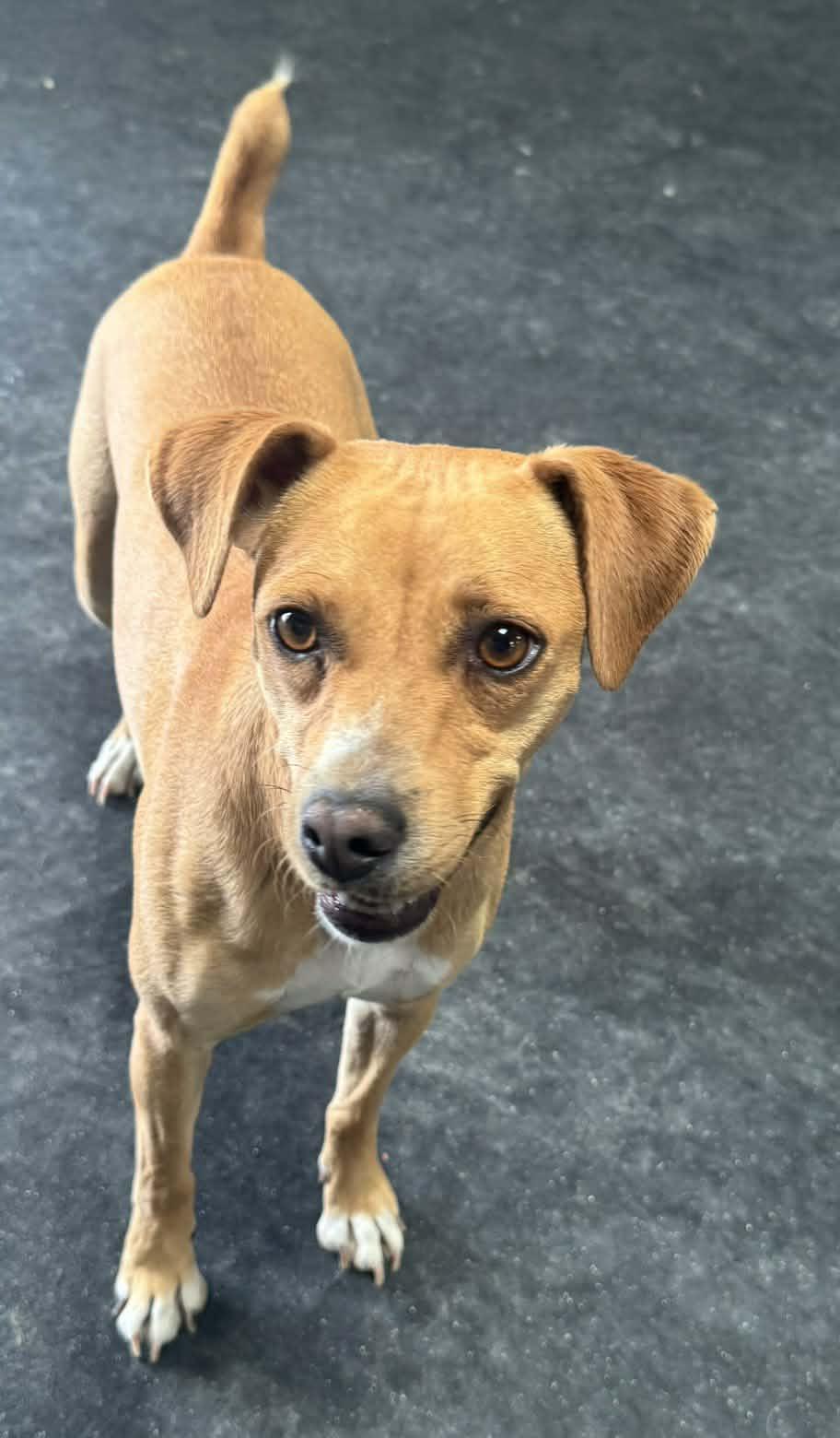 Enlarge Olive, a ADOPTABLE mixed breed in Vacaville, CA image 4/4