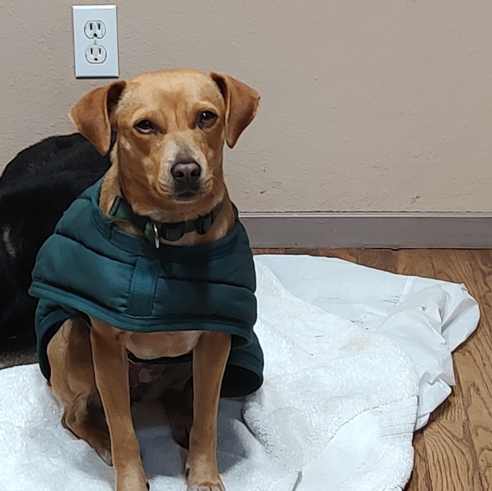 Olive, ADOPTABLE, Young Female Mixed Breed.