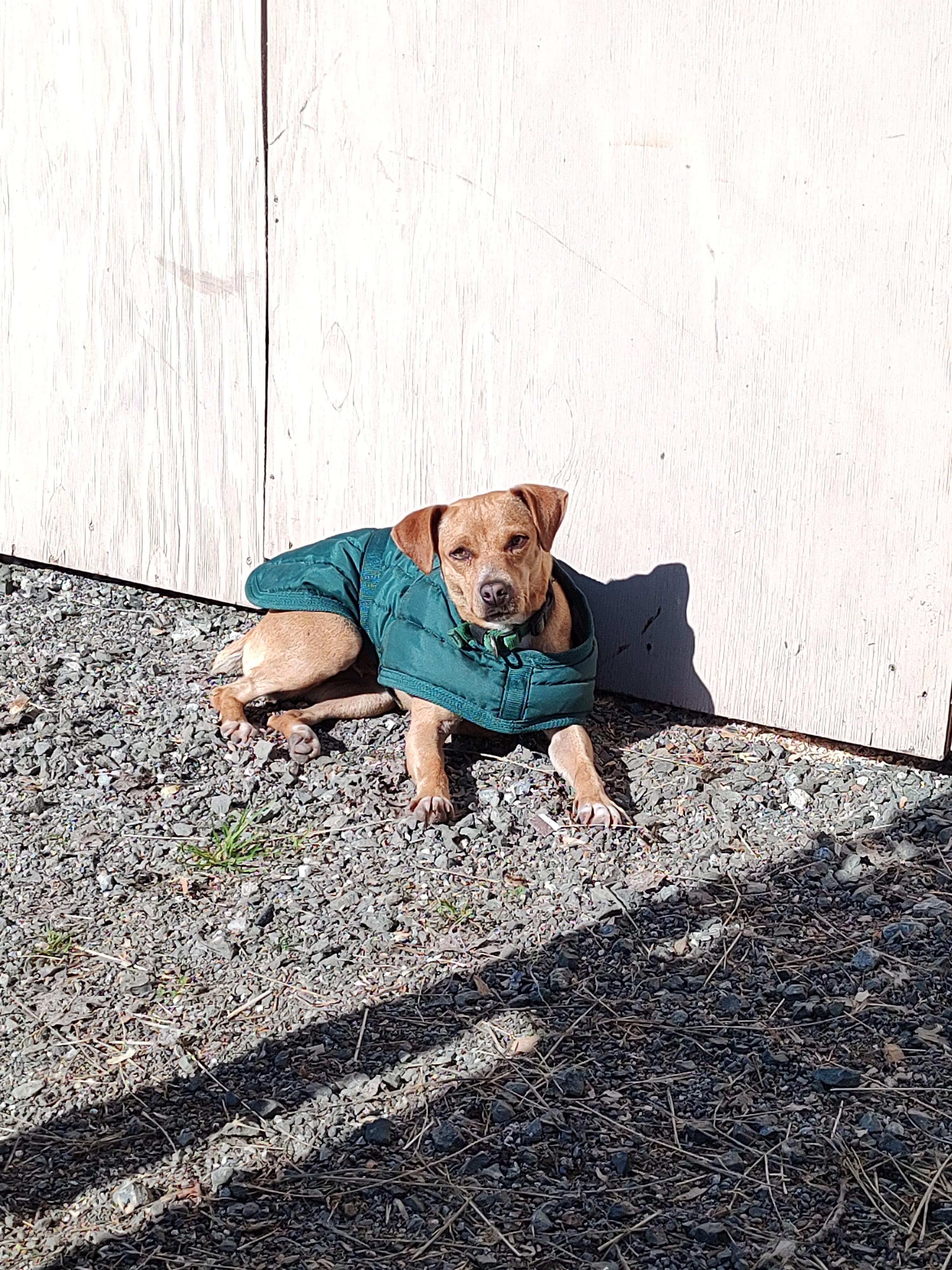 Enlarge Olive, a ADOPTABLE mixed breed in Vacaville, CA image 3/3