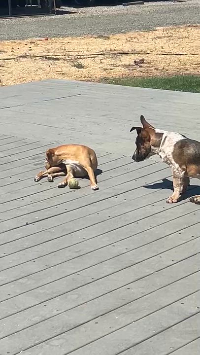 Enlarge Olive, a Adoptable mixed breed in Vacaville, CA video 5/5