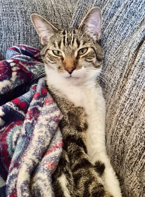 Enlarge Mochi - BONDED with Onyx, a Adoptable mixed breed in Anthem, AZ image 1/6