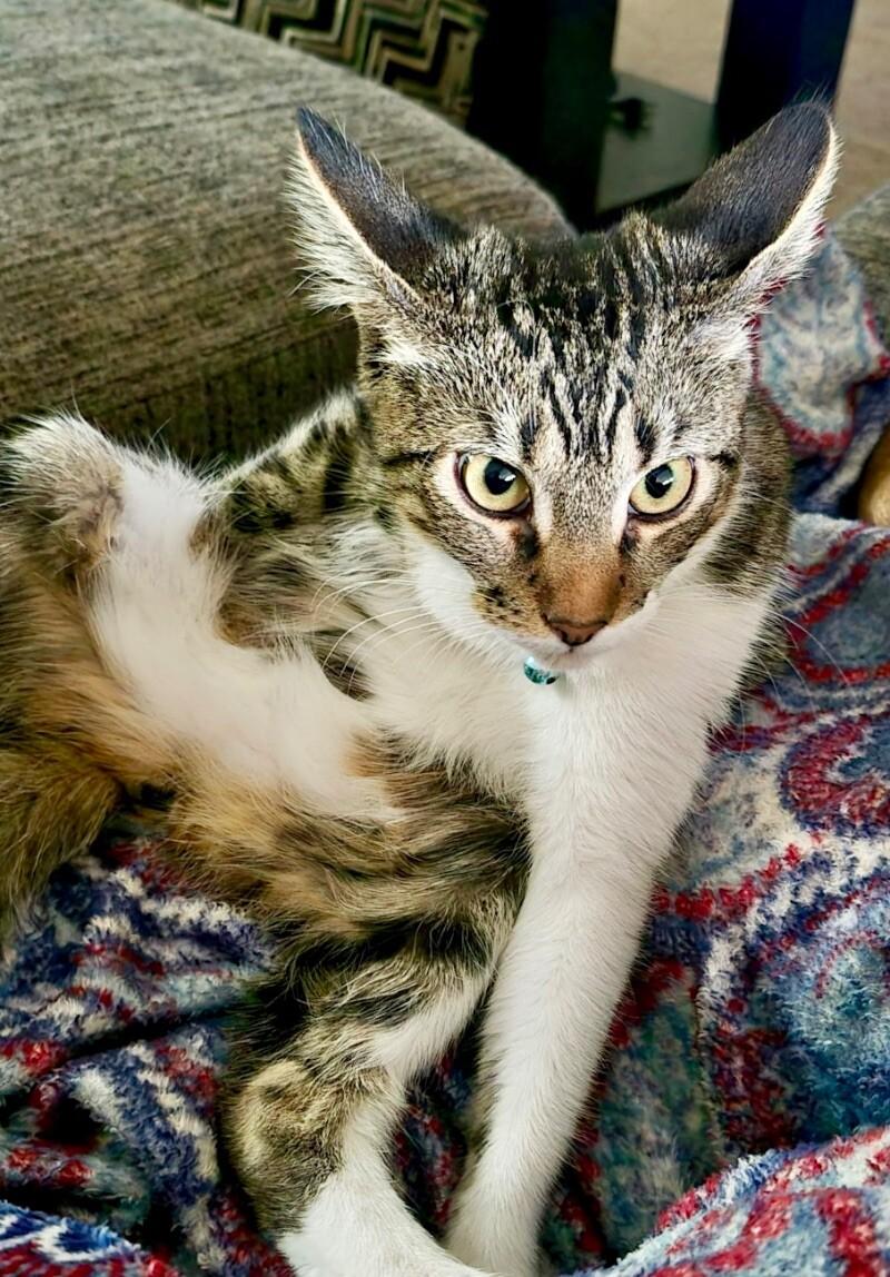 Mochi ⭐️PROMOTION⭐️, Adoptable, Young Male Tabby.